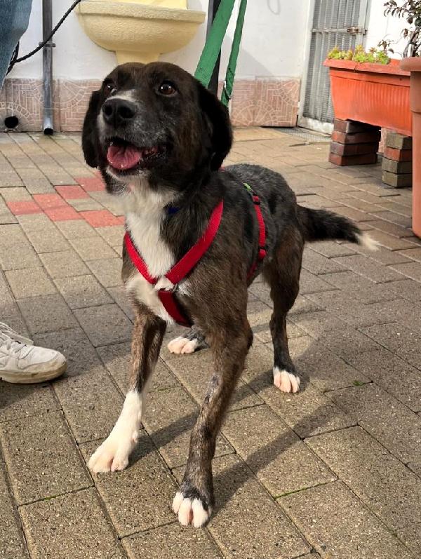 CASPER DOLCE CAGNOLINO Foto 2